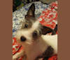 Buttons, a Chihuahua and Russell-type Terrier mix tested with EmbarkVet.com