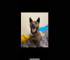 Banjo Coyote, a Vietnamese Village Dog tested with EmbarkVet.com