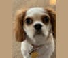 Annie, a Cavalier King Charles Spaniel tested with EmbarkVet.com