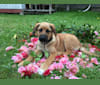 Lucy, a German Shepherd Dog and Belgian Malinois mix tested with EmbarkVet.com