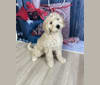 Maggie, a Goldendoodle tested with EmbarkVet.com