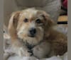 Walter, a Lhasa Apso and American Eskimo Dog mix tested with EmbarkVet.com