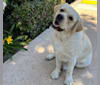 Bogey (1st test, retested 12/23), a Labrador Retriever tested with EmbarkVet.com