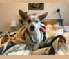 Phi, an East Asian Village Dog tested with EmbarkVet.com