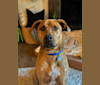 Bowie, a Staffordshire Terrier and Australian Cattle Dog mix tested with EmbarkVet.com