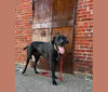 Guinness, a Great Dane and Mastiff mix tested with EmbarkVet.com
