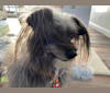 Slash!, a Poodle (Small) and Chihuahua mix tested with EmbarkVet.com