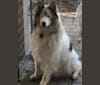 Photo of Duke, a Siberian Husky, Alaskan Malamute, and Samoyed mix in Nogales, Sonora, Mexico