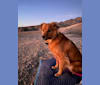 Koda, an English Springer Spaniel and German Shepherd Dog mix tested with EmbarkVet.com