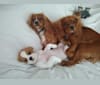 Photo of Bailey Claire Dominguez, a Cavalier King Charles Spaniel  in MN, USA