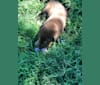 Trooper, a Bloodhound and Labrador Retriever mix tested with EmbarkVet.com