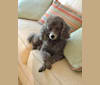 Beau, a Poodle (Small) tested with EmbarkVet.com