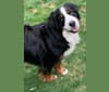 Orbit, a Bernese Mountain Dog tested with EmbarkVet.com