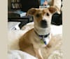 Photo of Emilio, a Dachshund, Rat Terrier, German Shepherd Dog, Labrador Retriever, Chihuahua, and Mixed mix in Mississippi, USA