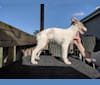 Sigi, a Silken Windhound tested with EmbarkVet.com