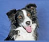 Larry, an English Shepherd and Australian Cattle Dog mix tested with EmbarkVet.com