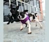 Arlo, a French Bulldog and Beagle mix tested with EmbarkVet.com