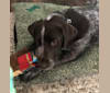 Sadie, a Labrador Retriever and German Shorthaired Pointer mix tested with EmbarkVet.com