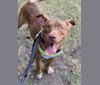 Chance, an American Pit Bull Terrier and Brittany mix tested with EmbarkVet.com