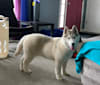 Arwen, a Siberian Husky tested with EmbarkVet.com