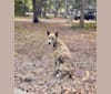 Photo of Charlie, a German Shepherd Dog, American Pit Bull Terrier, and Chow Chow mix in DeLand, Florida, USA