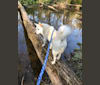 Bolt, an American Eskimo Dog and Keeshond mix tested with EmbarkVet.com