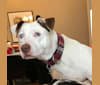 Maggie, a Staffordshire Terrier and American Bulldog mix tested with EmbarkVet.com