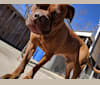 Frank, a Dogue de Bordeaux and American Bulldog mix tested with EmbarkVet.com