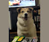 Kiba, a Jindo and German Shepherd Dog mix tested with EmbarkVet.com
