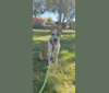 Woody, an Australian Cattle Dog and Australian Shepherd mix tested with EmbarkVet.com