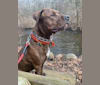 Moose, a Rottweiler and American Pit Bull Terrier mix tested with EmbarkVet.com
