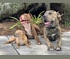 Photo of MAX, an American Pit Bull Terrier, American Bulldog, and Bulldog mix in Orlando, Florida, USA