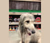 Mannix, an Irish Wolfhound tested with EmbarkVet.com