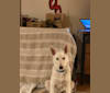 Ugo a dog tested with EmbarkVet.com