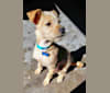Zuma, a Chihuahua and Pomeranian mix tested with EmbarkVet.com