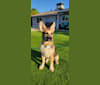 Monika, an Australian Cattle Dog and Siberian Husky mix tested with EmbarkVet.com