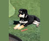 Miko, a Labrador Retriever and American English Coonhound mix tested with EmbarkVet.com