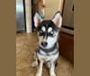 Shasta, a Siberian Husky tested with EmbarkVet.com