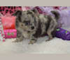 Sephora, a Chihuahua tested with EmbarkVet.com