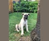 Bennet, an Alaskan Malamute and German Shepherd Dog mix tested with EmbarkVet.com