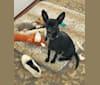 Mia, a Chihuahua and Pomeranian mix tested with EmbarkVet.com