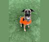 Lennox, an American Pit Bull Terrier and Great Pyrenees mix tested with EmbarkVet.com