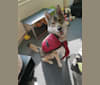 Misha a dog tested with EmbarkVet.com