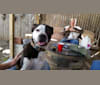Petey, an American Pit Bull Terrier and Labrador Retriever mix tested with EmbarkVet.com