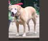 Artimus, a Labrador Retriever tested with EmbarkVet.com