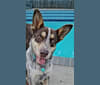 Don Julio, a German Shepherd Dog and Labrador Retriever mix tested with EmbarkVet.com
