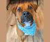 Luca, a Rottweiler and American Pit Bull Terrier mix tested with EmbarkVet.com