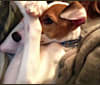 Photo of Dex, an Italian Greyhound  in Wilmington, Delaware, USA