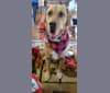 Tucker, an American Bulldog and Beagle mix tested with EmbarkVet.com