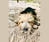 Photo of Cooper, a Great Pyrenees, Beagle, Golden Retriever, Poodle (Small), and Mixed mix in Alabama, USA